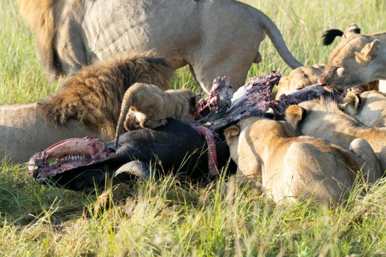 A pride of lions feasting on a buffalo carcass in Kenya's Narok district.