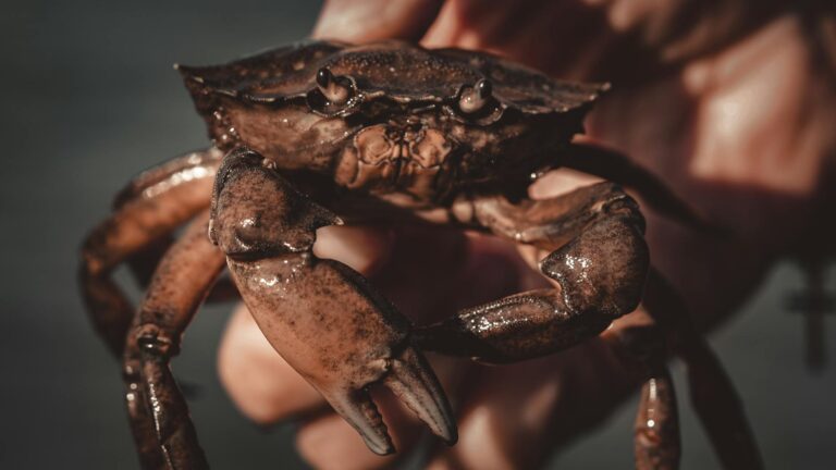 Crop anonymous person holding wet crab in hand while standing on sea beach at sunset