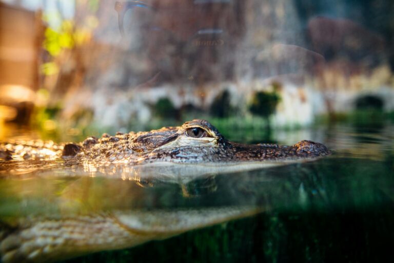 Close-up of a crocodile partially submerged, showcasing its eye above water in a swampy setting.