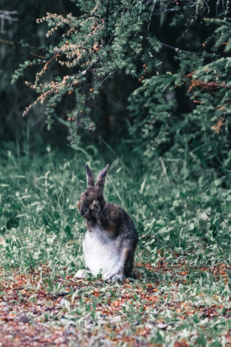 A cute wild hare sitting in a lush green Canadian forest, surrounded by greenery.