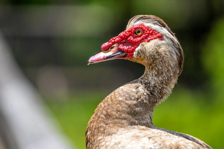 Detailed close-up of a Muscovy duck showcasing its vibrant red caruncles against a blurred green background.