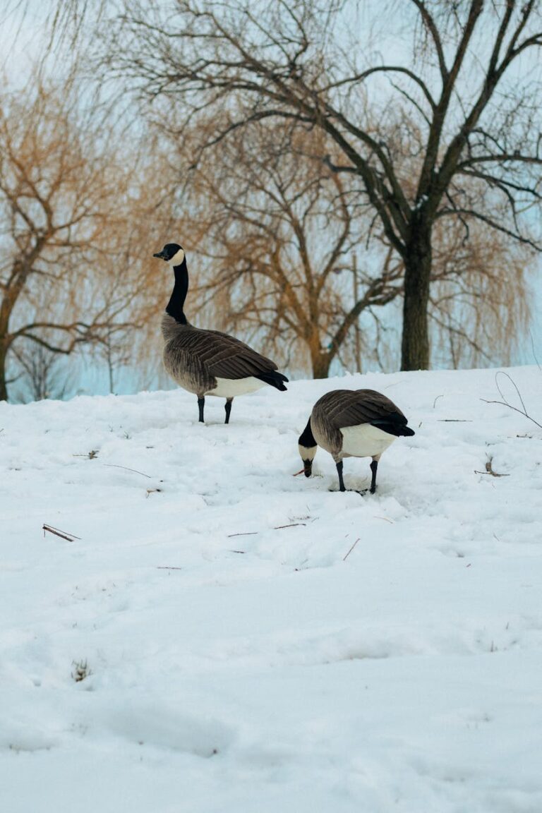 Two Canadian geese stand in a snowy Toronto park with bare winter trees.