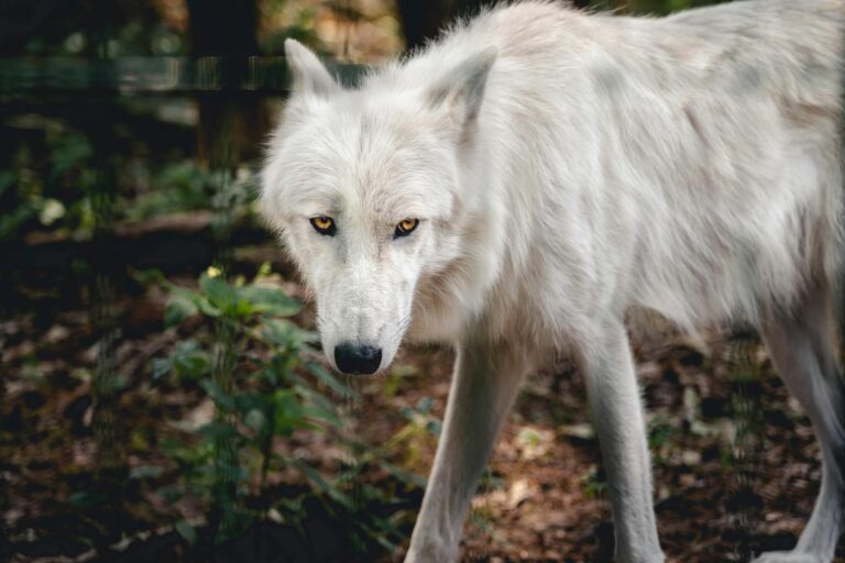 Intense gaze of a white wolf in its natural habitat. Perfect for wildlife enthusiasts.