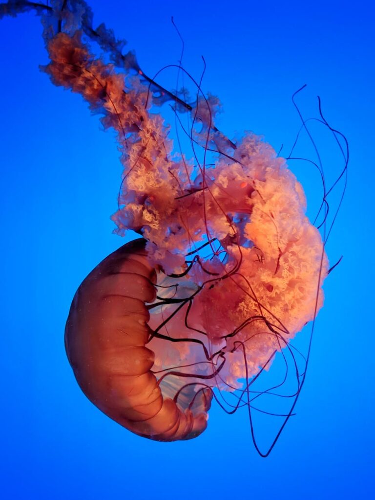 Stunning close-up of a jellyfish with vivid orange tentacles floating in a blue aquatic setting.