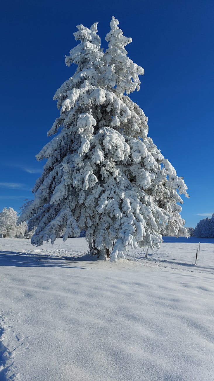 Majestic snow-covered tree under a clear blue sky in a serene winter setting.
