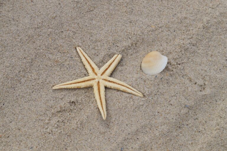 A starfish and seashell resting on a sandy beach, perfect marine life composition.