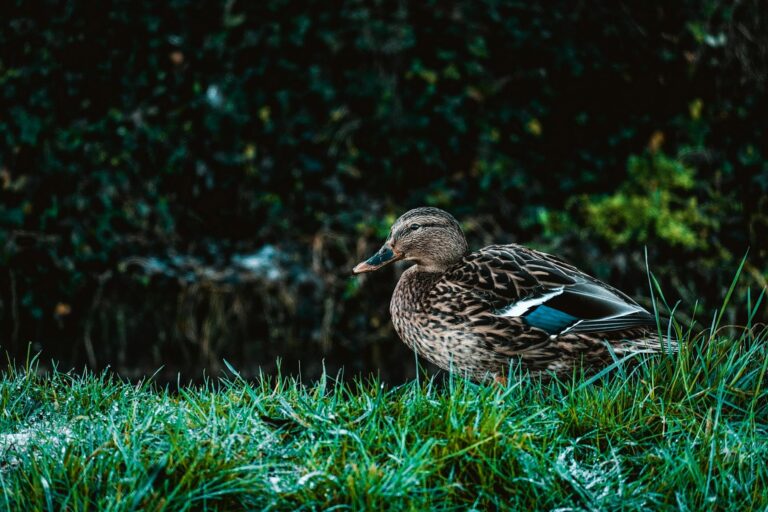 Close-up of a mallard duck sitting on grass in a park, showcasing natural wildlife.