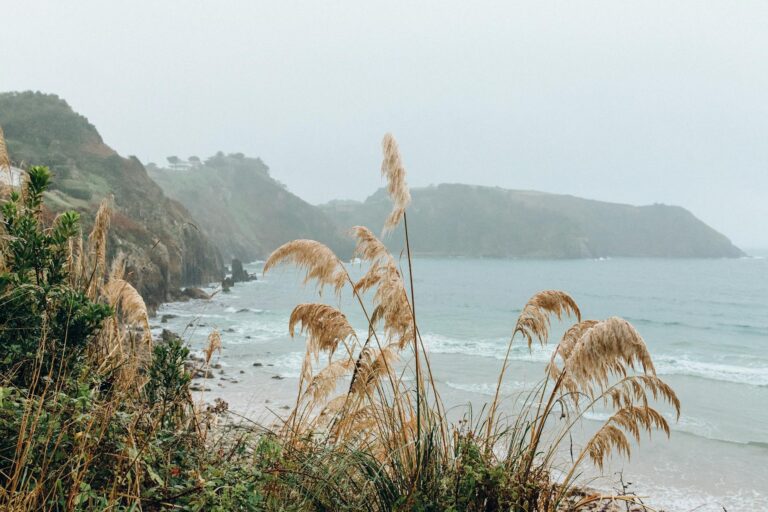 A serene coastal landscape featuring tall grasses, cliffs, and a misty seascape.
