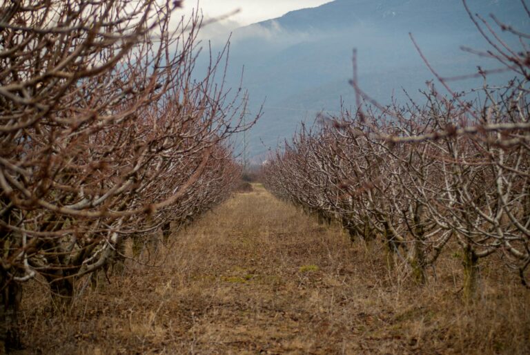 A picturesque view of a vineyard in Ohrid, North Macedonia, showcasing bare vines in winter.