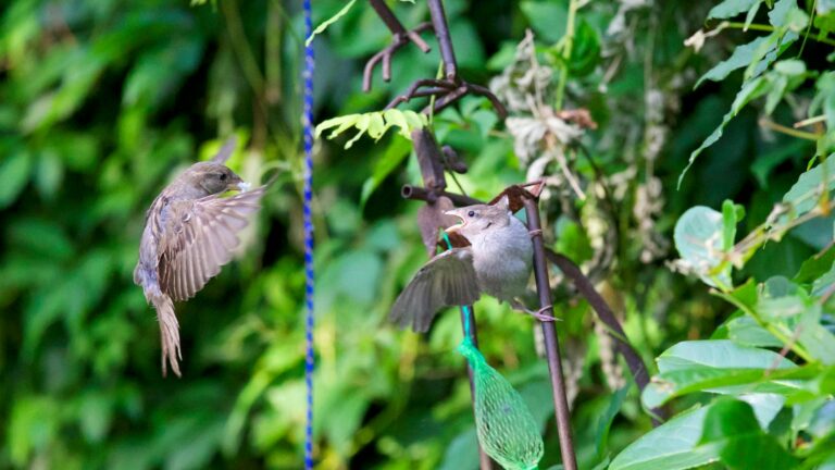 Two sparrows captured mid-flight in a vibrant garden setting.