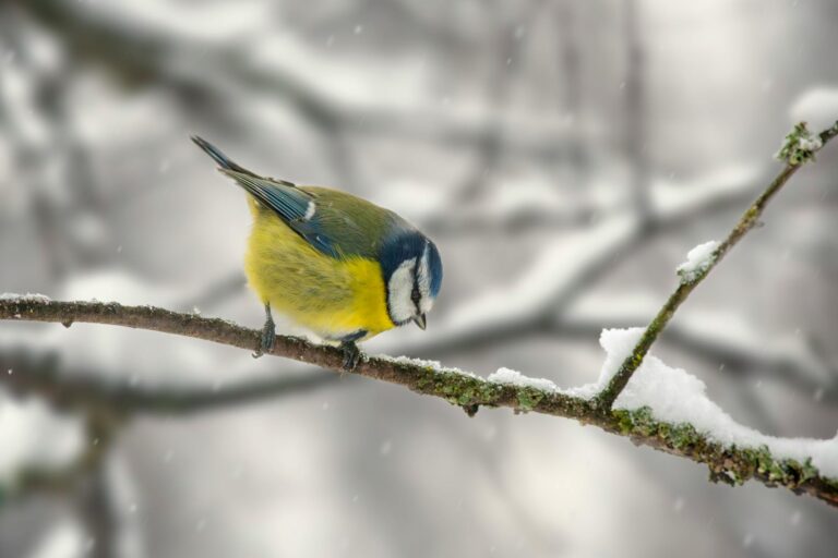 A colorful blue tit on a snowy branch during winter, showcasing its vivid feathers.