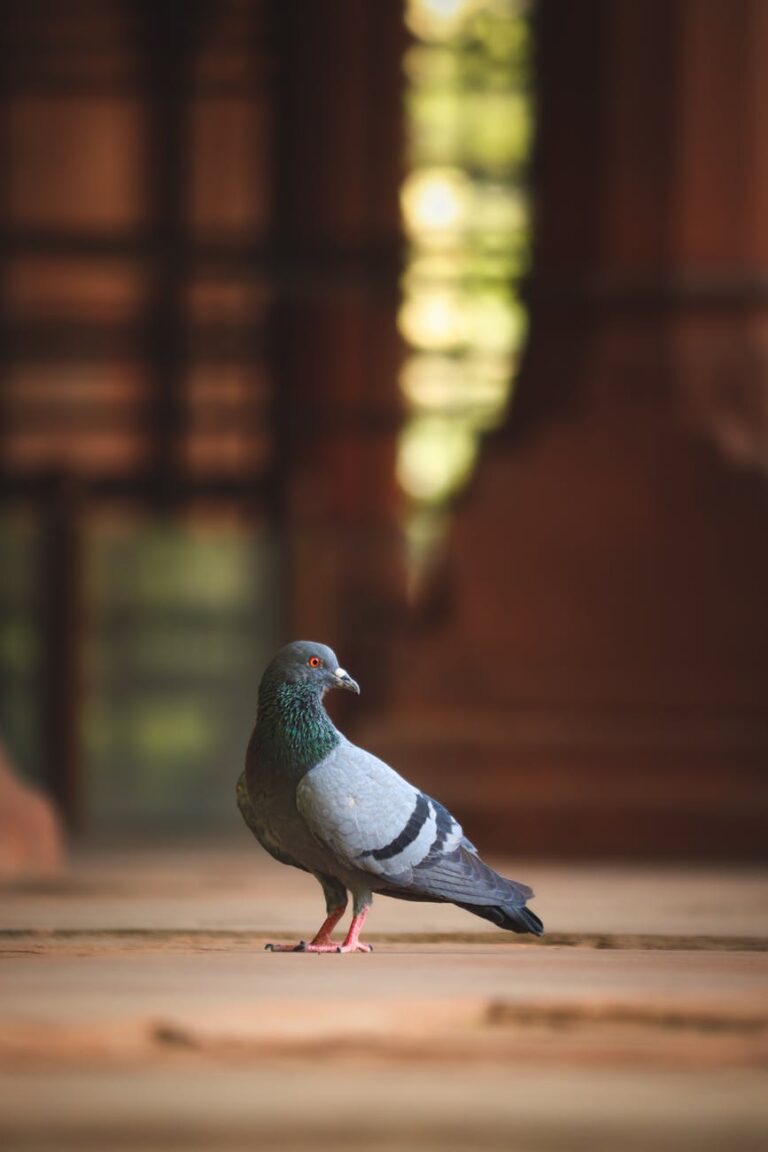 A pigeon stands elegantly indoors, showcasing its vibrant feathers and serene posture.