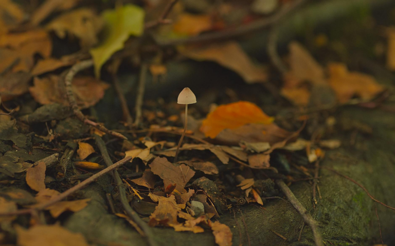 Free stock photo of foraging, mushroom, white mushroom