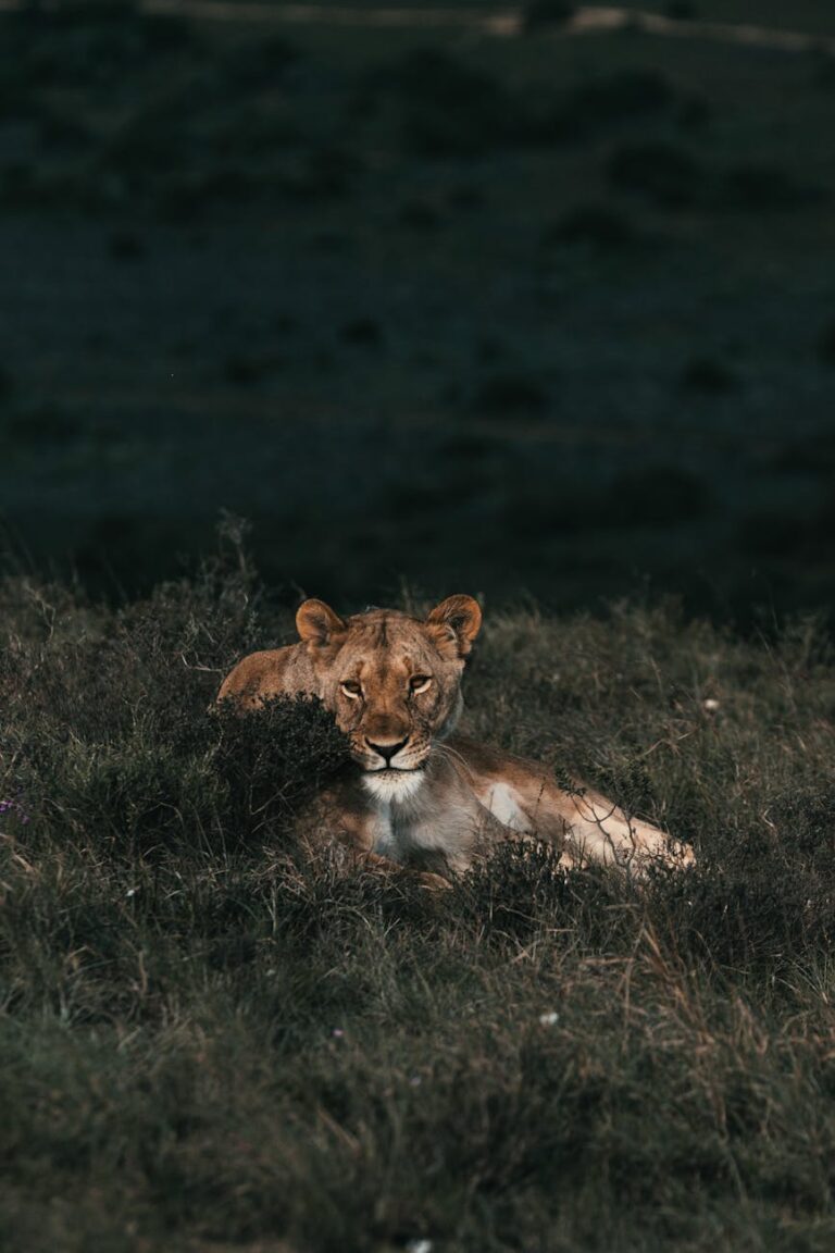 A serene lioness resting on a grassy meadow in a wildlife park.