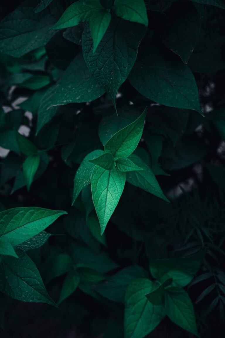 Moody close-up of lush green leaves with rich dark tones, perfect for nature themes.
