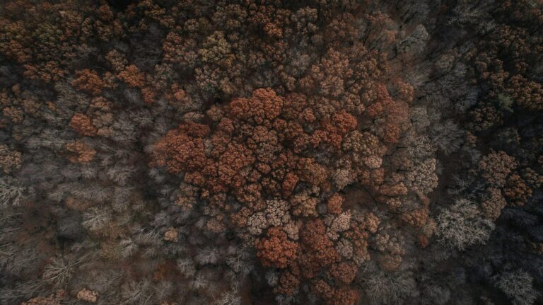 Drone view of a forest with autumn foliage in Detroit, Michigan.