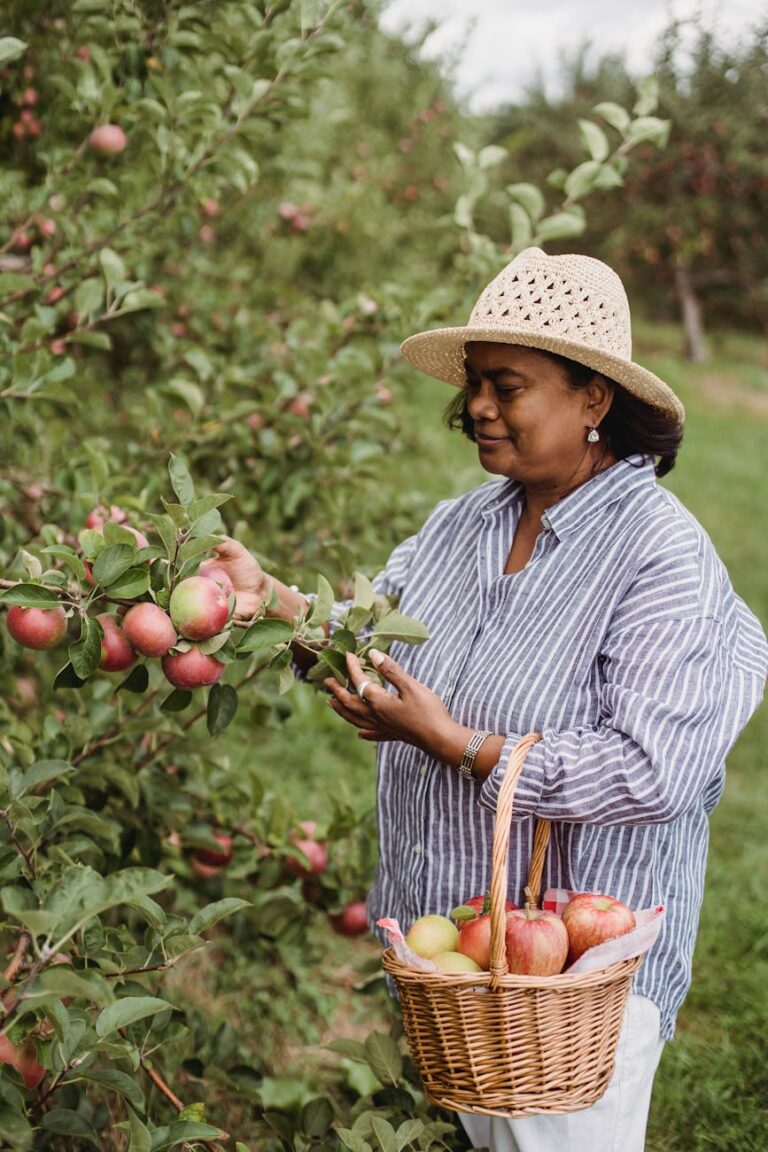 Middle-aged woman harvesting ripe apples in an orchard, showcasing organic farming.