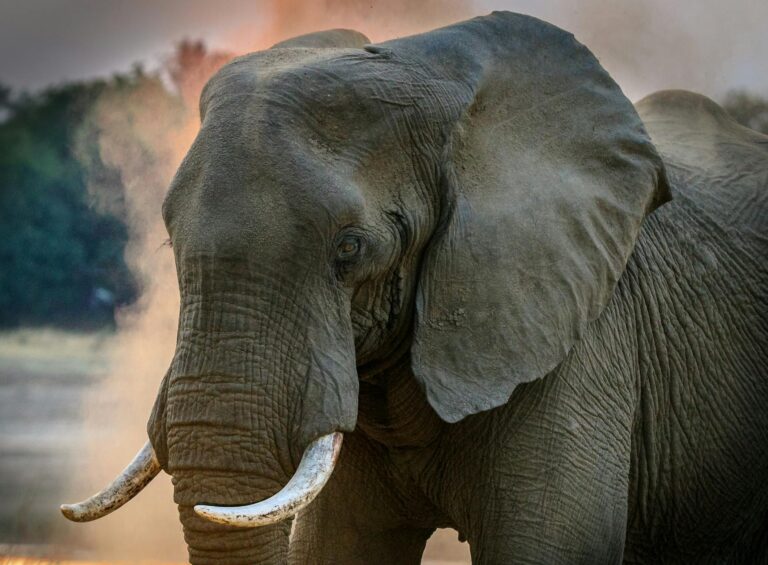 Close-up of a magnificent African elephant displaying its tusks in the wild of Zambia.
