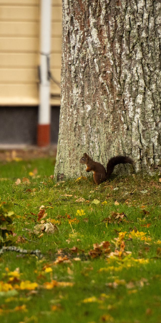 Charming squirrel posed against a tree in Jönköping's lush parkland during autumn.