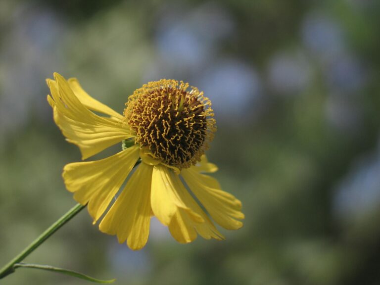 Detailed view of a yellow wildflower against a blurred green background.