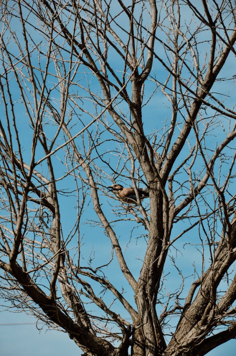A small bird perched on a leafless tree in winter, framed by a bright blue sky.