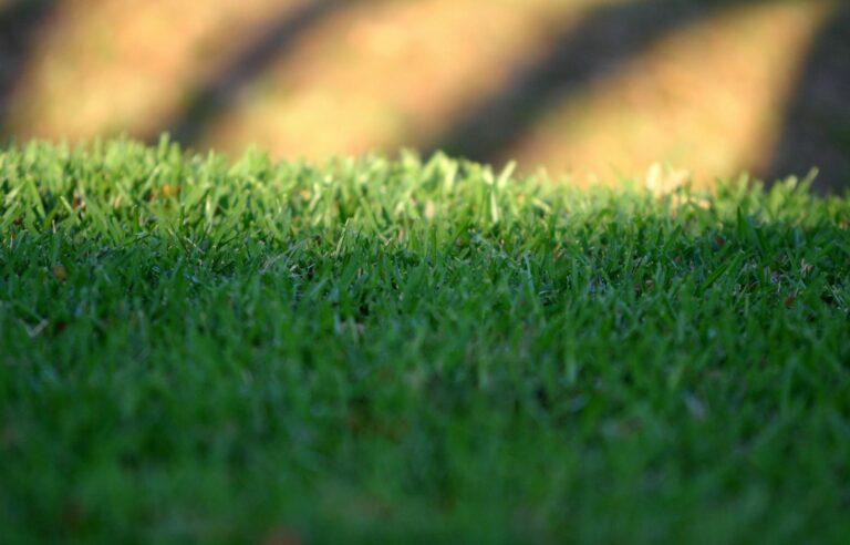 A close-up of lush, green grass with shadows in Kissimmee, Florida at sunset.