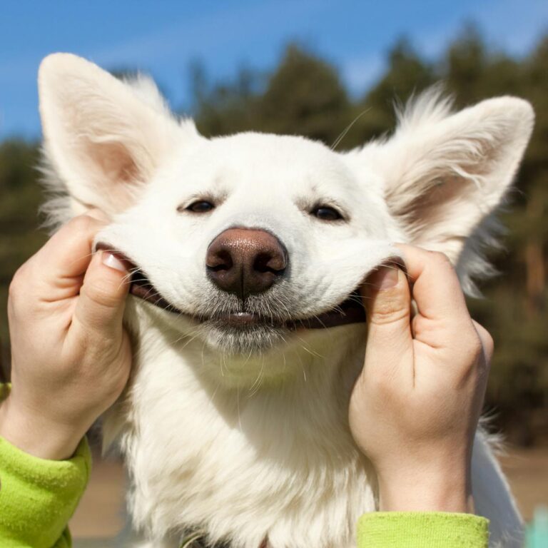 Charming image of a smiling White Swiss Shepherd dog outdoors near Grodno, Belarus.
