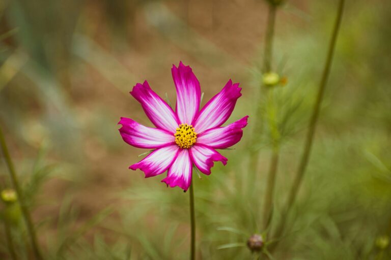 A vivid pink cosmos flower with rich details, beautifully isolated against a natural blurred background.
