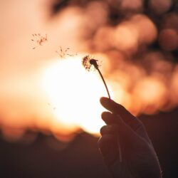 A hand holds a dandelion silhouette against a vibrant Chicago sunset sky.