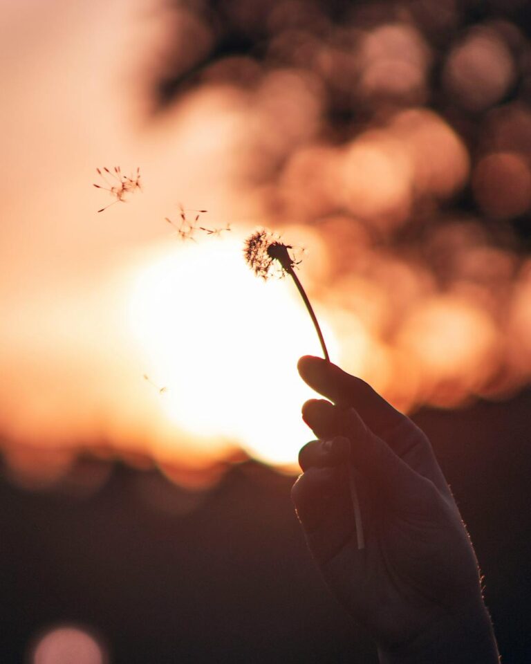 A hand holds a dandelion silhouette against a vibrant Chicago sunset sky.