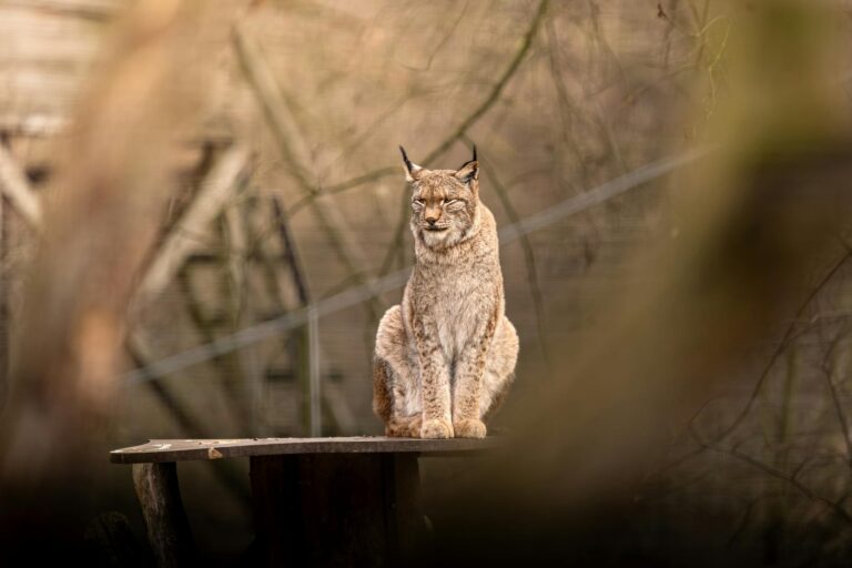 Free stock photo of animal photography, cat, europe
